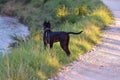 Image of Cane corso female puppy dog with cropped ears with watcfull stand