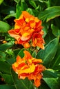 Canna or Yellow King Humbert the Canna Lily with two gorgeous bundles of orange flower petals Royalty Free Stock Photo