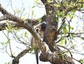 This is an image of cappedlangur in tripura india . Royalty Free Stock Photo