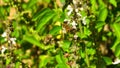 bee pollinating rosemary flower Royalty Free Stock Photo