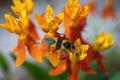 Bug's Life in Action: Large Milkweed Bug on a Vibrant Milkweed Flower