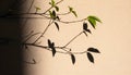 Shadow Play: Delicate Tree Branch and Leaves on Textured Wall Royalty Free Stock Photo