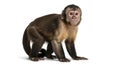 Adorable brown capuchin primate studio portrait Royalty Free Stock Photo