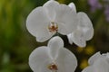 Close-up of a White Orchid Flower Royalty Free Stock Photo