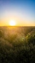 Sunrise Over Dense Forest Canopy Royalty Free Stock Photo