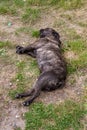 Canine Repose: A Dog's Leisure in the Grass