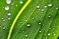 A close up of a leaf with clear water droplets generated by ai