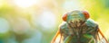 Close-up of a cicada emerging from its shell, showcasing intricate details and vibrant colors in a natural setting. Royalty Free Stock Photo