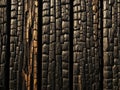 Charred tree trunks in sunlight Royalty Free Stock Photo