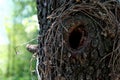 The image captures a close-up view of a tree trunk with a small hole. Hollow in an old pear tree. Part of the trunk of an old tree