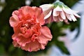 Orange carnation, in flower arrangement. Royalty Free Stock Photo