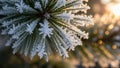 Image captures the delicate, star-like formations of ice, highlighte Royalty Free Stock Photo