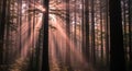 Sunbeams filtering through a dense forest canopy at sunrise with light rays woods trees Royalty Free Stock Photo