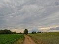 Rural Pathway: Journey through Crop Fields