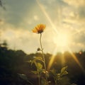 A yellow flower with the sun shining through the lens, AI Generated