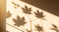 Warm sunlight casting maple leaf shadows onto a wall Royalty Free Stock Photo