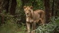 African Lion in the Wild: Majestic and Powerful