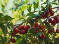 This image captures the essence of a fruitful harvest with clusters of cherrie plums amidst green foliage perfect for gardeners,