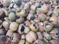 The Lifecycle of Coconuts: From Nourishment to Natureâs Return