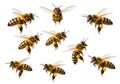 A swarm of bees in mid-flight, showcasing their intricate patterns and colors Royalty Free Stock Photo