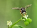 This image captures a hoverfly, potentially Paragus bicolor, a small species Royalty Free Stock Photo