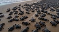 Hundreds of Baby Turtles Racing Towards the Sea, Start of Their Great Marine Adventure Royalty Free Stock Photo