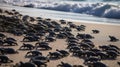 Hundreds of Baby Turtles Racing Towards the Sea, Start of Their Great Marine Adventure