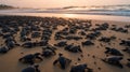 Hundreds of Baby Turtles Racing Towards the Sea, Start of Their Great Marine Adventure Royalty Free Stock Photo