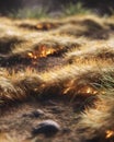 Close Up of Burnt Grass Highlighting the Impact of Uncontrolled Forest Fires and Environmental Issues Royalty Free Stock Photo