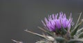 Vibrant Purple Thistle in Soft Morning Light