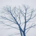 Image captures the intricate patterns and natural geometry of the tree Royalty Free Stock Photo