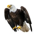 Majestic bald eagle in flight Royalty Free Stock Photo
