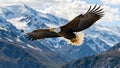 Soaring Bald Eagle Against Snow-Capped Peaks: Majesty in Motion Royalty Free Stock Photo
