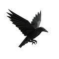 A majestic black crow in flight with its wings spread wide against a white background Royalty Free Stock Photo