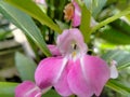 Capture an ant in the Impatiens balsamina flower Royalty Free Stock Photo