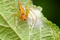 Lynx Spider\'s Vigil, Satara, India Royalty Free Stock Photo