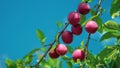 This image captures the natural beauty of plump red plums on a tree branch, highlighted by the contrasting bright blue sky and Royalty Free Stock Photo