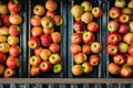 Vibrant Gala Apples on Conveyor Belt Royalty Free Stock Photo