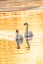 Swans Gliding on Golden Waters at Dusk Royalty Free Stock Photo