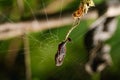 Scorpion-Tailed Spider Hanging in Web, Satara, India
