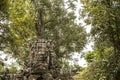 Tree Growing from Angkor Thom Temple, Cambodia Royalty Free Stock Photo