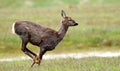 Roe deer running at Spurn Head.