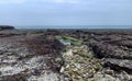 Coastal Rock Pools: Marine Life and Tidal Ecosystem Royalty Free Stock Photo