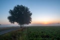 Foggy Sunrise on a Country Road with a Silhouetted Tree Royalty Free Stock Photo