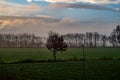 Solitary Tree at Dawn Royalty Free Stock Photo