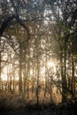 Sunflare Through the Woodland