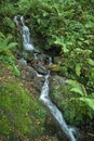 This image captures a serene forest scene with a small cascading waterfall.