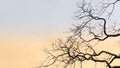 The image captures the silhouetted, gnarled branches of a bare tree. Royalty Free Stock Photo