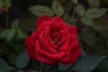 This picture features a close-up of a red rose, likely the \'Ingrid Bergman\' hybrid tea cultivar. Royalty Free Stock Photo