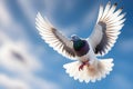 Gray and white pigeon snapped mid flight plumage catching the stark sunlight